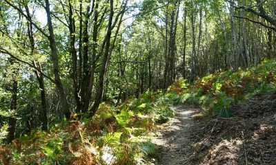 Un sentiero pulito sterrato da percorrere dibuonpasso durante una camminata o un escursione in un bosco in pendenza con foglie verdi su alberi e a terra