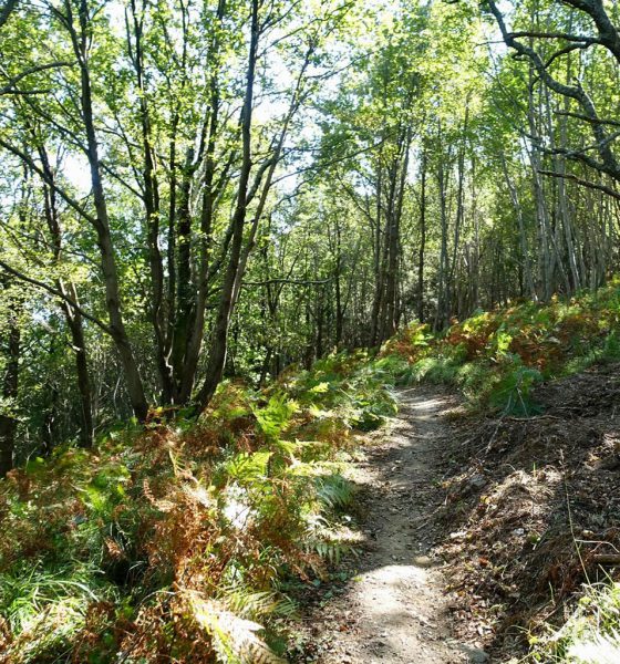 Un sentiero pulito sterrato da percorrere dibuonpasso durante una camminata o un escursione in un bosco in pendenza con foglie verdi su alberi e a terra